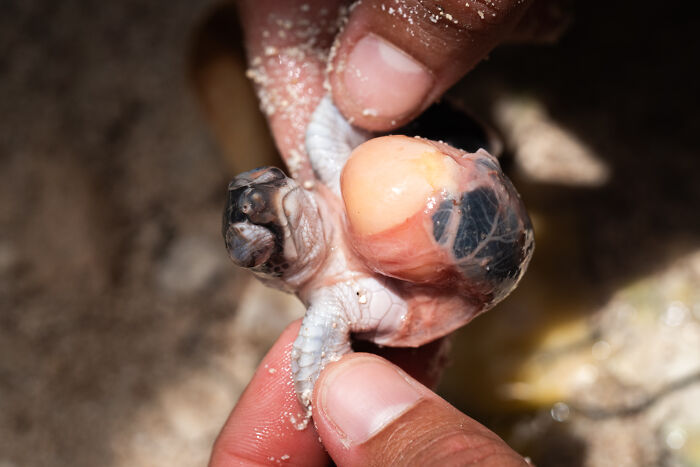 A close-up of a tiny turtle hatchling in human hands, part of the stunning Ocean Photographer of the Year Awards.