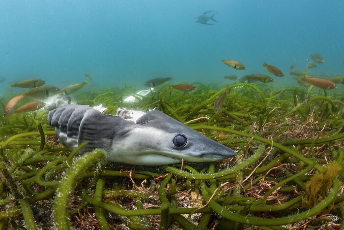 A d**d shark laying on seagrass underwater, a poignant image from the Ocean Photographer of the Year Awards.