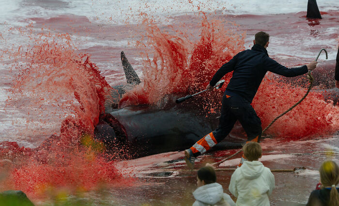 A dramatic image of whale hunting with blood splashing, featured in the Ocean Photographer of the Year Awards.