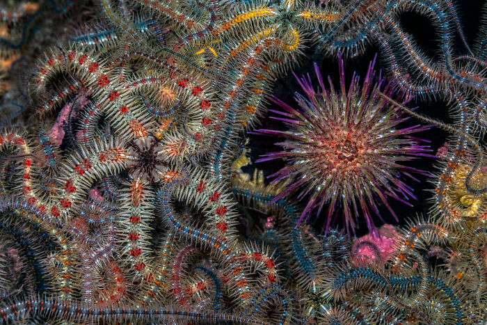 Intricate close-up of numerous colorful starfish and sea urchins on a dark background. Ocean Photographer Of The Year Awards.