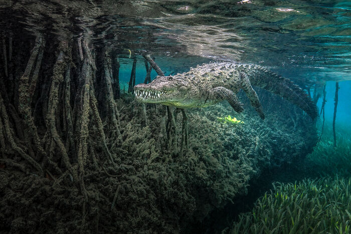 Underwater view of a crocodile with sharp teeth swimming near mangrove roots and seagrass. Ocean Photographer Of The Year Awards.