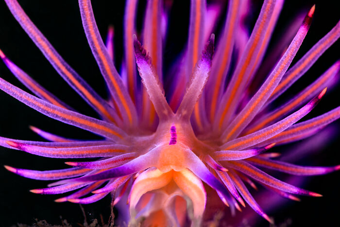 Close-up of a stunning purple and orange nudibranch with intricate feathery extensions. Ocean Photographer Of The Year Awards.