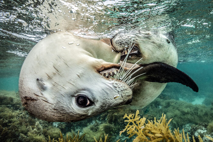 A playful sea lion underwater, one of the stunning images from the Ocean Photographer of the Year Awards.