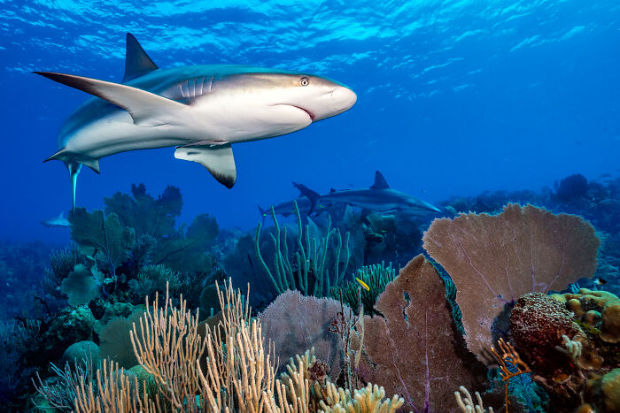 Shark swimming above a colorful coral reef with other sharks in the background. Ocean Photographer Of The Year Awards.