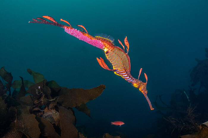 Vibrant seadragon with bright pink and orange accents swimming underwater. Ocean Photographer Of The Year Awards.