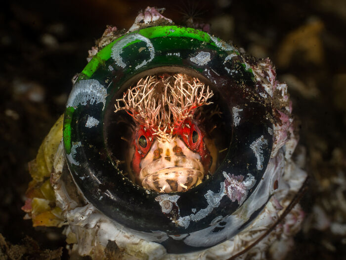 A small, intricately patterned fish peeking out from an abandoned glass bottle, highlighting marine life in the Ocean Photographer Awards.