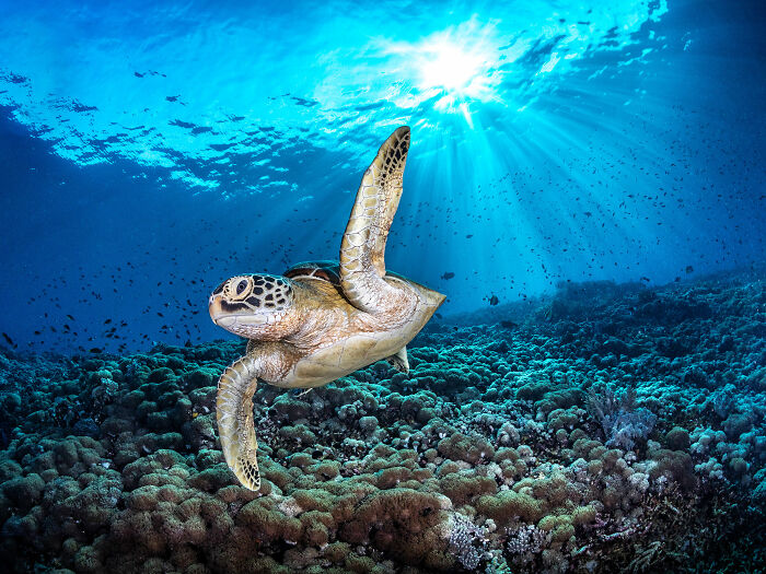 A green sea turtle gracefully glides above a coral reef with sun rays shining through the ocean surface, from the Ocean Photographer Awards.