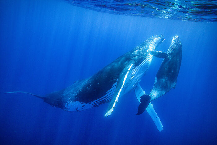 Two humpback whales, an adult and a calf, swimming gracefully in deep blue ocean waters, winners in the Ocean Photographer Awards.