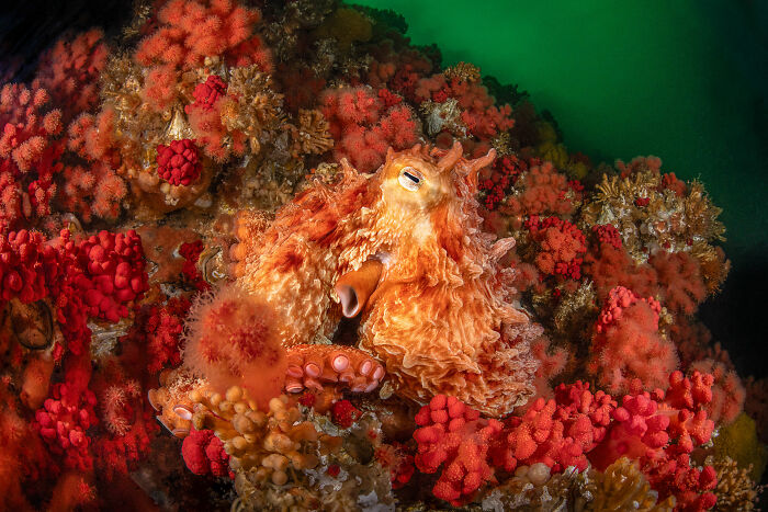 A vibrant red and orange octopus camouflaged among equally colorful corals, a stunning image from the Ocean Photographer Awards.
