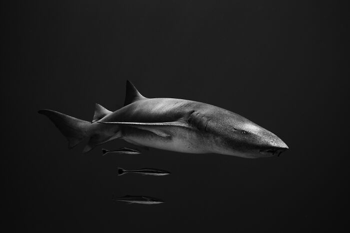 A shark with smaller fish swimming beneath it in dark waters, an image from the Ocean Photographer Of The Year Awards.