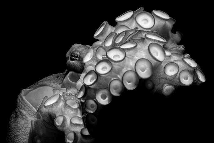 Close-up of an octopus tentacle with suckers, a stunning image from the Ocean Photographer Of The Year Awards.
