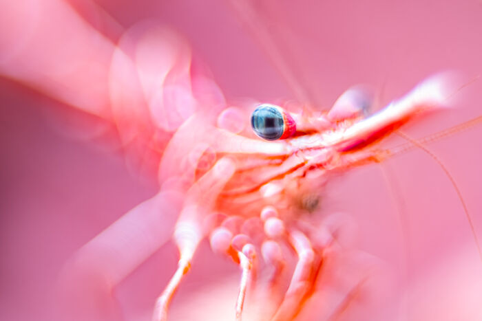 A stunning, abstract close-up image of a shrimp in vibrant pink and red hues, part of the Ocean Photographer of the Year Awards.