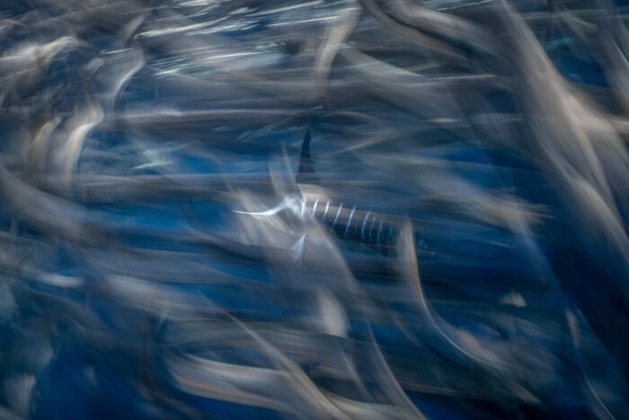 A stunning abstract image of a marlin moving dynamically through swirling blue water, from the Ocean Photographer of the Year Awards.