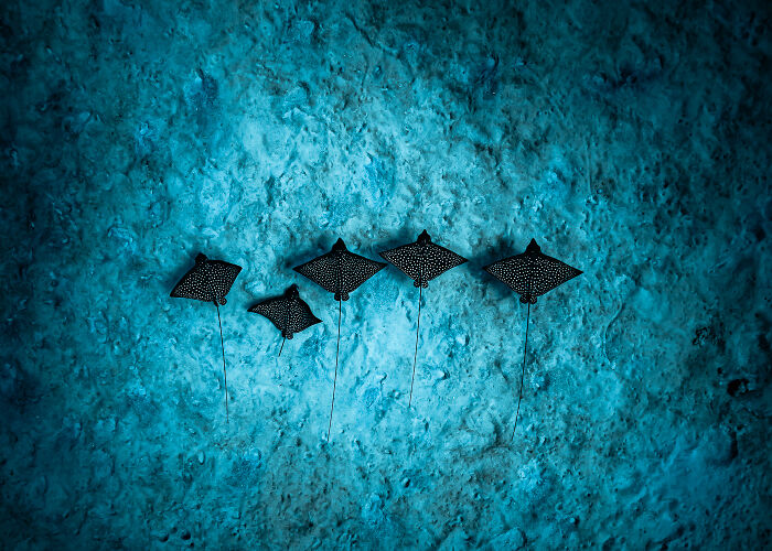 Five spotted eagle rays appearing like kites on strings, swimming against a textured blue ocean floor, an Ocean Photographer of the Year Awards image.