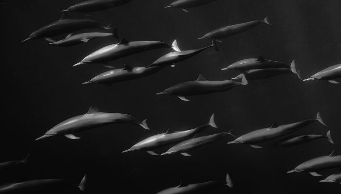 A captivating black and white image of a large pod of dolphins swimming in unison, highlighting the Ocean Photographer of the Year Awards.