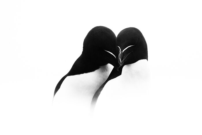 Black and white image of two Razorbills, a type of ocean bird, preening each other, from the Ocean Photographer Awards.
