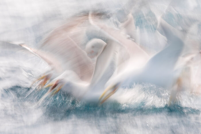 An abstract image of several seagulls blurred in motion, fighting for food in the ocean. Ocean Photographer of the Year Awards.