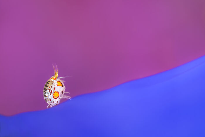 A close-up of a small marine creature with orange spots on a pink and blue background. Ocean Photographer of the Year Awards.