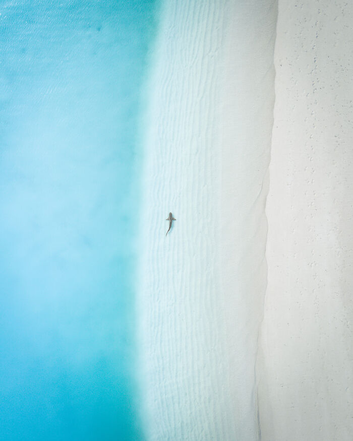 An aerial view of a shark swimming near a sandy beach with clear blue ocean water. Ocean Photographer of the Year Awards.