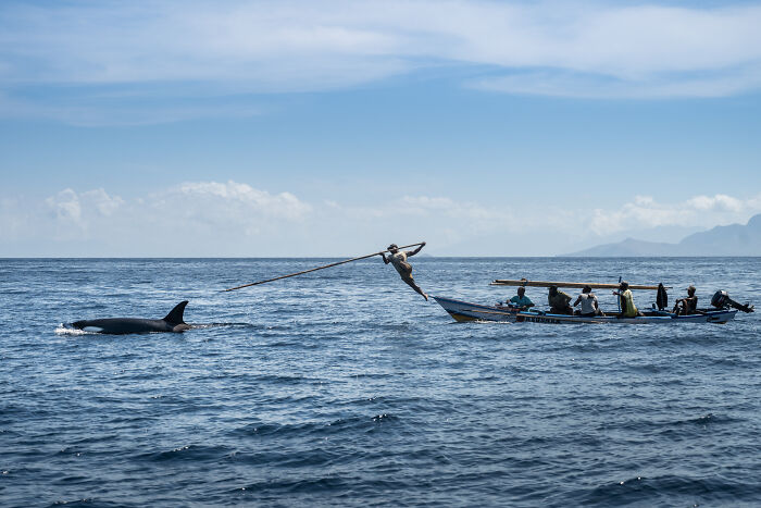 A diver with a spear fishing near an Orca with a boat of people nearby. Ocean Photographer of the Year Awards.