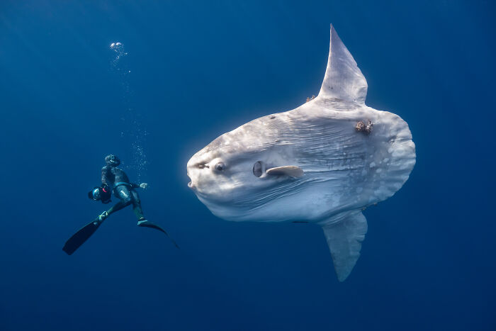 A diver swimming alongside a giant ocean sunfish, a stunning image from the Ocean Photographer Of The Year Awards.