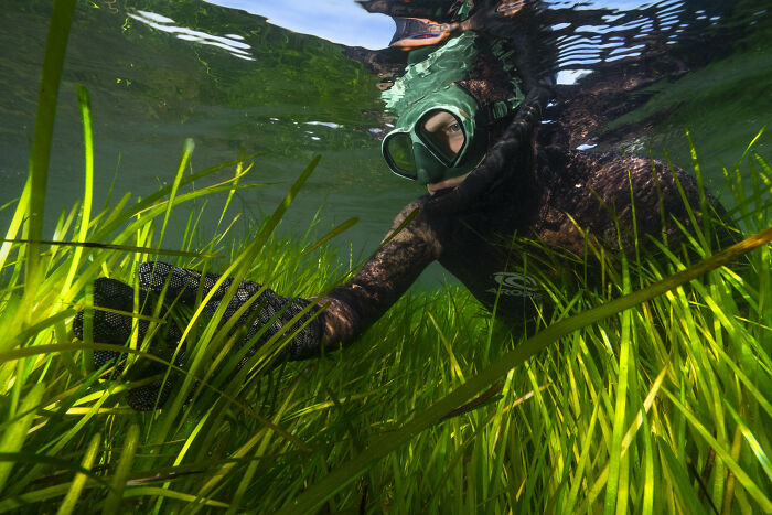 An underwater shot of a diver in a wetsuit and mask reaching into bright green seagrass, a stunning image from the Ocean Photographer Awards.