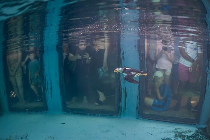 An underwater view of a puffin swimming past viewing windows, with blurred people watching inside, from the Ocean Photographer Awards.