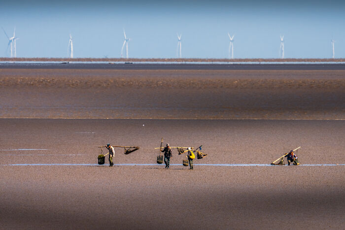 Four individuals carrying baskets wade through a vast expanse of muddy tidal flats with wind turbines in the distance, a scene from the Ocean Photographer Awards.