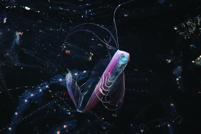 A delicate, translucent fish with long, flowing fins, captured for the 2026 Ocean Photographer of the Year Awards.