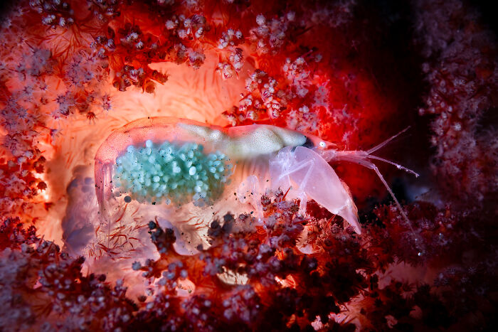 A transparent shrimp carrying turquoise eggs amidst vibrant red coral, from the Ocean Photographer of the Year Awards.