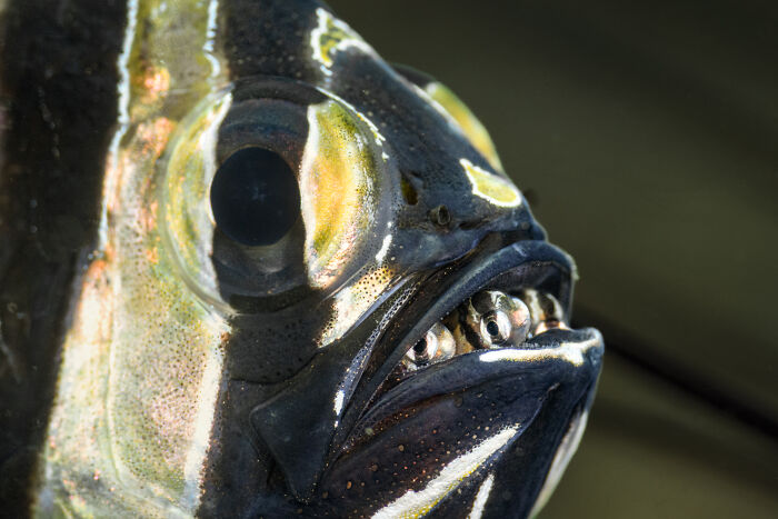 Close-up of a striped fish with sharp teeth, a stunning image from the Ocean Photographer of the Year Awards.