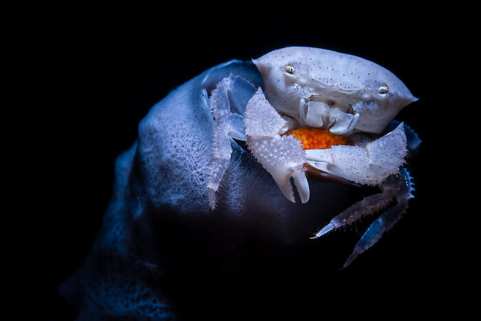 Pale crab holding bright orange eggs, showcasing marine life from the Ocean Photographer of the Year Awards.