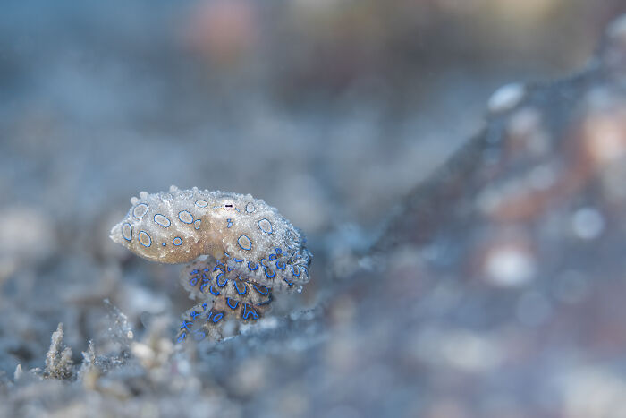 Small blue-ringed octopus on the seabed, a fascinating subject from the Ocean Photographer of the Year Awards.