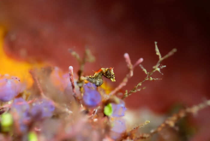 Miniature pygmy seahorse camouflaged among vibrant coral, a stunning image from the Ocean Photographer of the Year Awards.