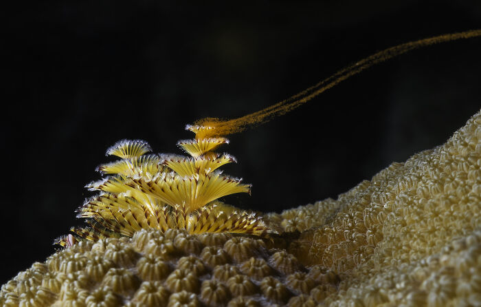 A vibrant yellow Christmas tree worm on coral, an image from the 2026 Ocean Photographer of the Year Awards.