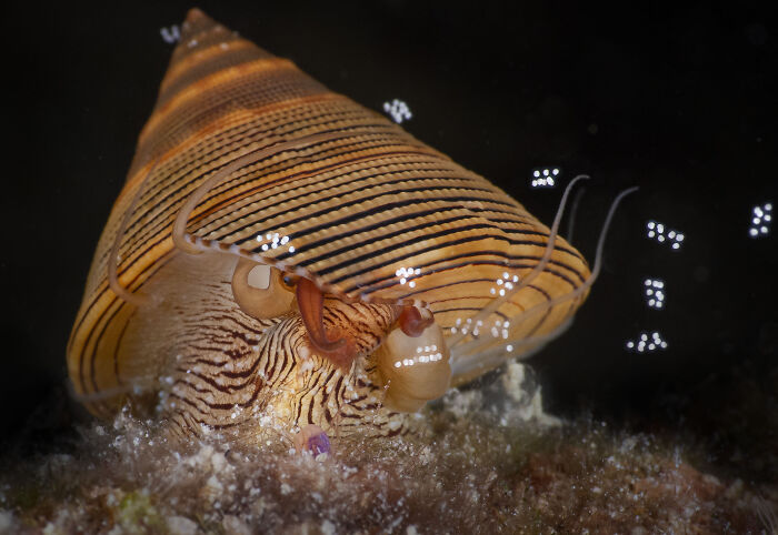 A cone-shaped sea snail with striped patterns and small white dots, a stunning image from the 2026 Ocean Photographer of the Year Awards.