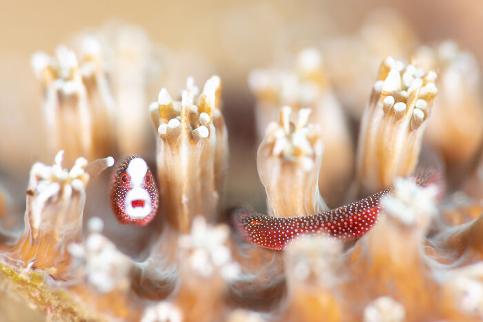 A small, spotted fish and a red-spotted sea cucumber on coral during the Ocean Photographer of the Year Awards.