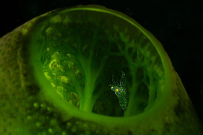 A tiny marine creature with bright eyes peeking out of a green tubular sponge, from the Ocean Photographer of the Year Awards.
