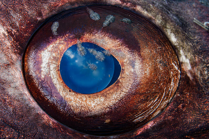 A close-up of a fish eye with parasites, from the Ocean Photographer of the Year Awards.