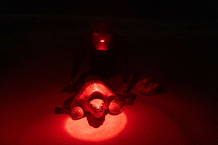 A photographer illuminates a sea turtle with red light during the Ocean Photographer of the Year Awards.