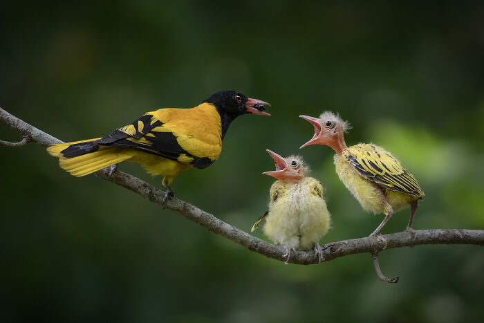 Parenting By Santanu Bose