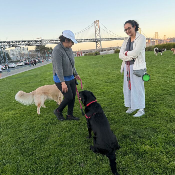 Two women with their dogs, including a black labrador and golden retriever, at a community gathering for pet owners. Two women with their dogs, including a black labrador and golden retriever, at a community gathering for pet owners.