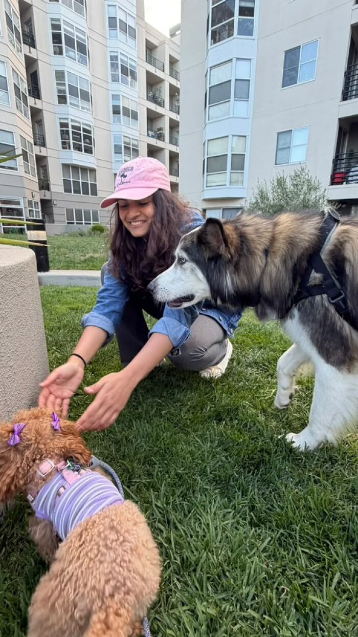 A woman interacting with two dogs, helping pet owners build connections. A woman interacting with two dogs, helping pet owners build connections.