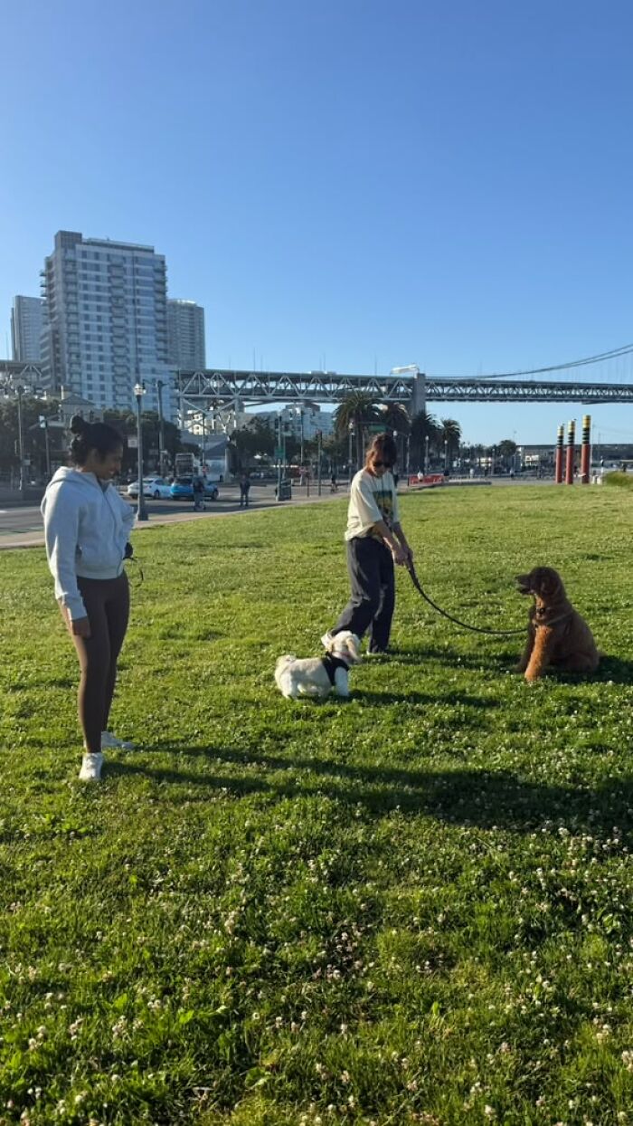 Two women with their dogs in a grassy park, building a community for pet owners. Two women with their dogs in a grassy park, building a community for pet owners.