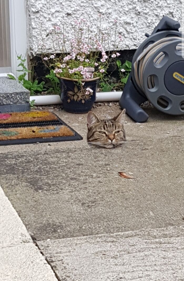 A cat's head appearing to pop out of a concrete patio floor in a confusing perspective.