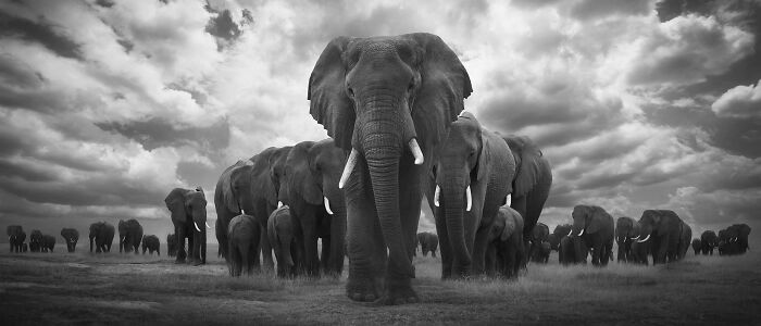 A herd of elephants, captured by Björn Persson, showcasing stunning wildlife photos in the natural world.
