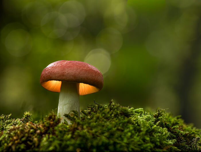 A glowing mushroom on a bed of moss, showcasing the beauty of nature for animal conservation.