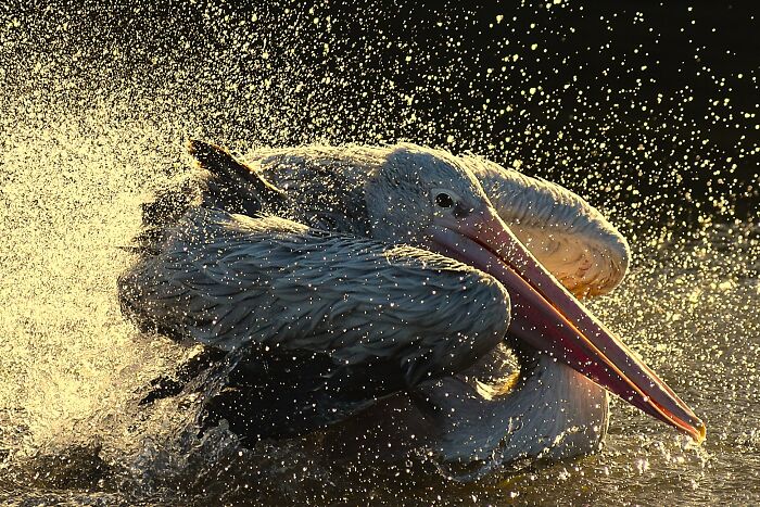 A pelican splashes water, captured in a winning photo from the BIAZA Photo Competition 2026, celebrating animal conservation.