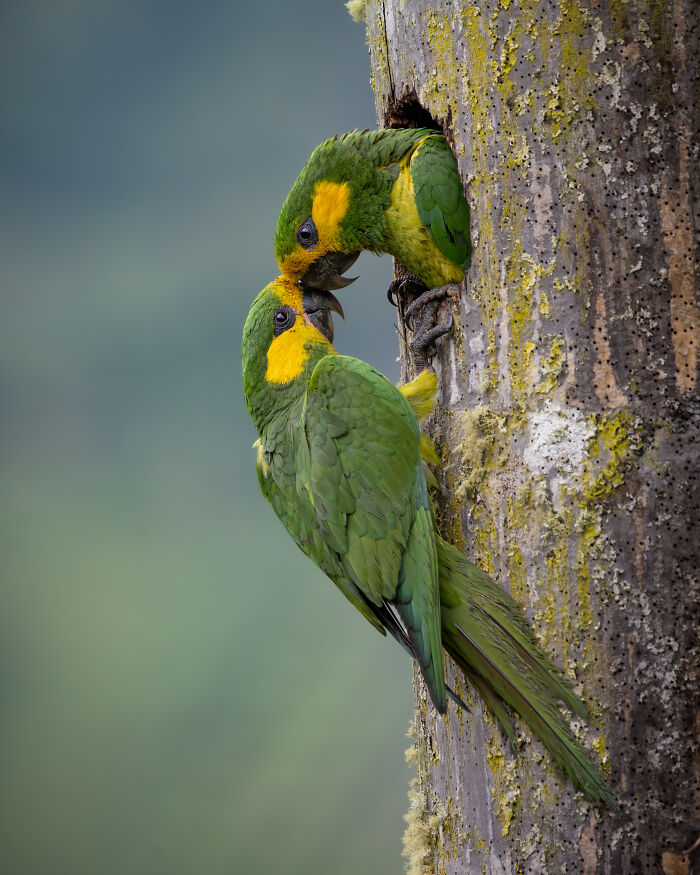 Two green and yellow parrots by a tree hollow, one feeding the other, a winner of Audubon Photography Awards.