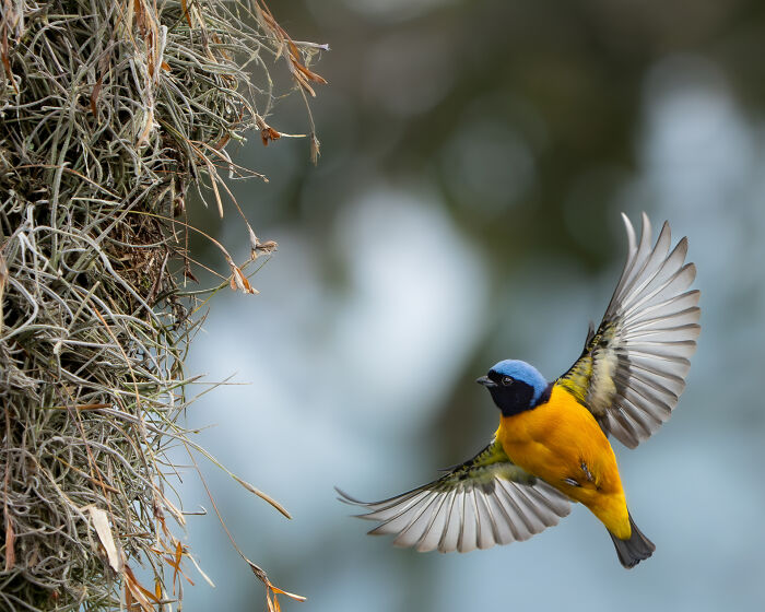 A vibrant blue and yellow bird in flight next to a mossy tree, an Audubon Photography Awards winner.